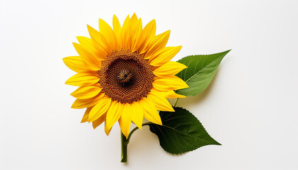 Mother day. Sunflower isolated on white background top view. Flower arrangement. Blooms for mom. Copy space. Beautiful sunflower concept. Bride beautiful summer floral. Birthday. Banner