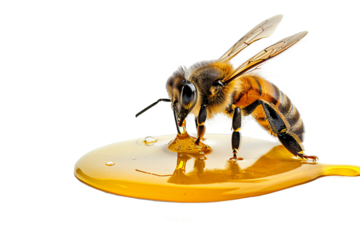 Diligent bee working tirelessly to make the sweetest honey isolate on transparent background, cutout, png