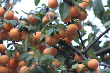 yellow plum fruits on a branch
