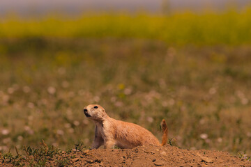 Prairie Dogs Theodore Roosevelt National Park