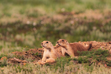 Prairie Dogs Theodore Roosevelt National Park