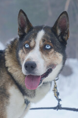 Husky dog ready for a ride, Pyrenees, France, High quality photo