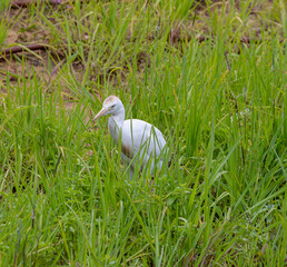 white stork in the grass