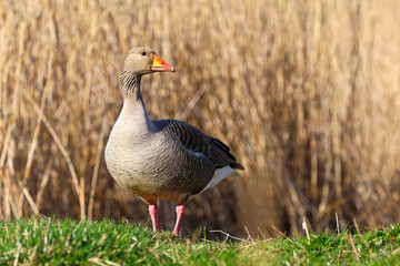 Naklejka na ściany i meble Greylag goose standing on the grass near the reeds, drying feathers in the sun, close up