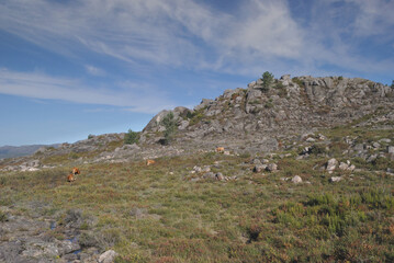 Fototapeta na wymiar Paisagem da serra do Gerês no norte de Portugal, zona de pasto do tradicional Boi Barrosão
