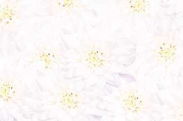 background image of white chrysanthemums