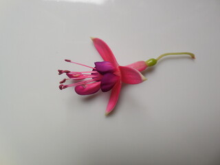 A beautiful fuchsia plant flower with abnormal outgrowth, petal deformation.