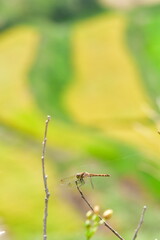 外之沢の棚田とトンボ（新潟県）