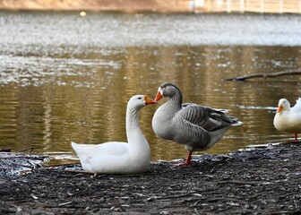 Kissing Geese at Lake