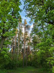 Fototapeta premium Beautiful green trees in a coniferous forest