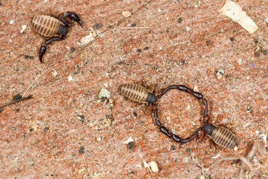false scorpion Pseudoscorpion (neobisium sp). Sardinia. Italy