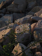 rocks and wild flowers
