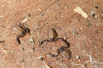 false scorpion Pseudoscorpion (neobisium sp). Sardinia. Italy