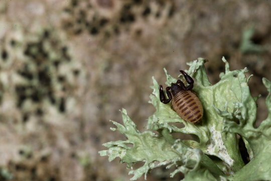 false scorpion Pseudoscorpion (neobisium sp). Sardinia. Italy