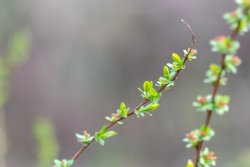 ユキヤナギの赤いつぼみ