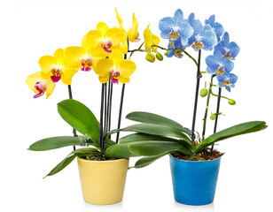 gelbe Orchidee und blaue Orchidee im Blumentopf isoliert auf weißen Hintergrund, Freisteller.