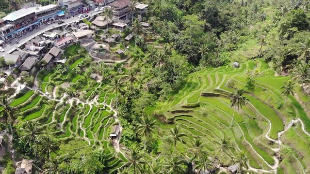 Ceking Rice Terrace in Bali, Indonesia. Rice Fields in Background. Drone Point of View. Wide Angle