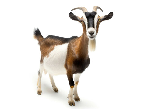 Ziege auf vier beinen isoliert auf wei&szlig;en Hintergrund, Freisteller 