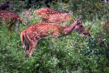 The deer was spotted in a forest near masinakudi, Tamil Nadu, India.