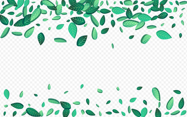 green_leaf_transparent_background671.eps
