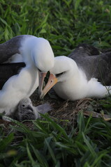 Albatross family, unity, love, newborn, Kauai, Hawaii, nesting, birth, renewal, nature, parenting, unity, togetherness, safety, newborn, baby, nurture