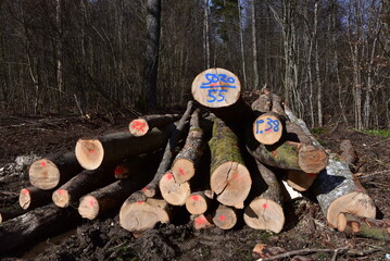 geschlagene Bäume, Baumstämme aus Buche und Birke am Lagerplatz am Waldrand