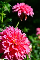 冬鳥越スキーガーデンのダリア（新潟県）