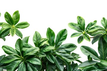 Green leaves of tropical plants bush floral arrangement indoors garden nature backdrop isolated on white background - generative ai