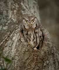 Eastern screech owl in a tree - obrazy, fototapety, plakaty