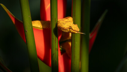 Eyelash Viper in Costa Rica 