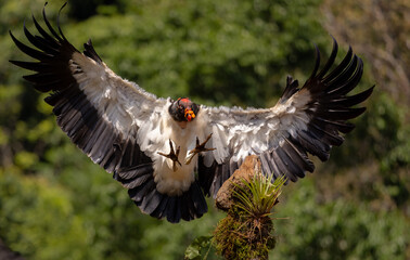 King vulture in the rainforest of Costa Rica