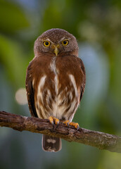 Pygmy owl in Costa Rica 