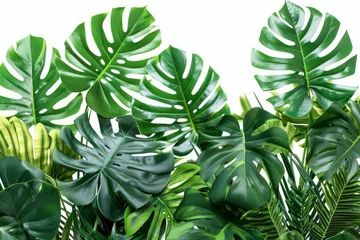 Foto op Aluminium Monstera Green leaves of tropical plants bush floral arrangement indoors garden nature backdrop isolated on white background - generative ai