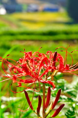 北五百川の棚田のヒガンバナ（新潟県）