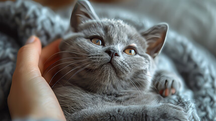 A cute and content gray kitten with a fluffy coat lies comfortably on a soft, textured blanket, looking relaxed and cozy