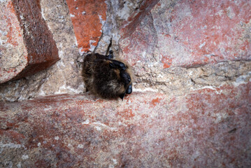 The northern bat (Eptesicus nilssonii)	
