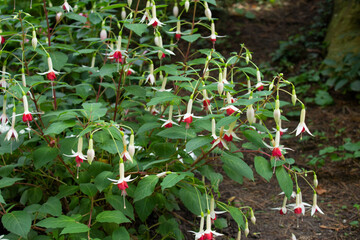Pink and purple fuchsia flowers. Fuchsia 'Tom Thumb', fuchsia with dark pink and purple blossoms