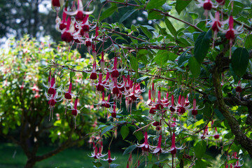 Pink and purple fuchsia flowers. Fuchsia 'Tom Thumb', fuchsia with dark pink and purple blossoms