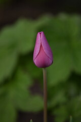 Single pink tulip on bokeh background blurred as painted, selective focus, closeup.