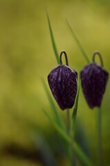 Fritillaria meleagris on bokeh green garden background, chess flower closeup, selective focus, blurred background.
