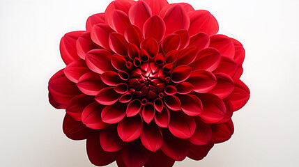 photorealistic close-up of a red dahlia on white background isolated