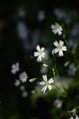 Greater starwort, white spring flowers and green leaves, spring garden flowers.