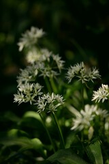 Wild garlic flowers on dark green bokeh background, blooming bear's garlic, spring white flowers background, selective focus.