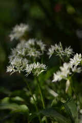 Wild garlic flowers on dark green bokeh background, blooming bear's garlic, spring white flowers background, selective focus.