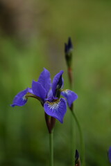 Single iris sibirica flower on bokeh background, iris flower closeup on blurred background as painted, selective focus.