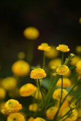 Ranunculus acris 'multiplex' yellow flowers on bokeh background, yellow meadow buttercup in bloom, selective focus.