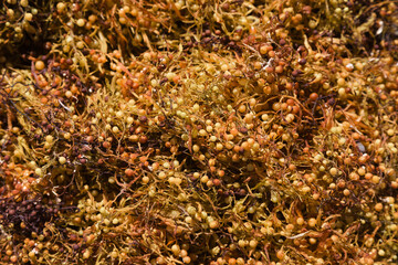 Sargassum seaweed washed up in large quantities on the beaches of Las Palmas de Gran Canaria - 770819155