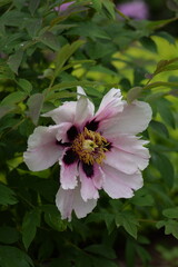 Pink blooming tree peony flower closeup, paeonia suffruticosa flower.
