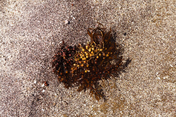Sargassum seaweed washed up in large quantities on the beaches of Las Palmas de Gran Canaria - 770819386