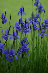 Violet siberian iris closeup on background of bokeh irises. © Anna